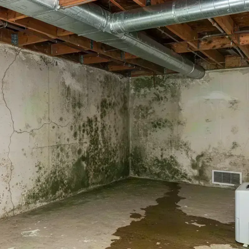 Professional Mold Removal in Ashland, IL